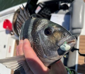 Sheepshead
