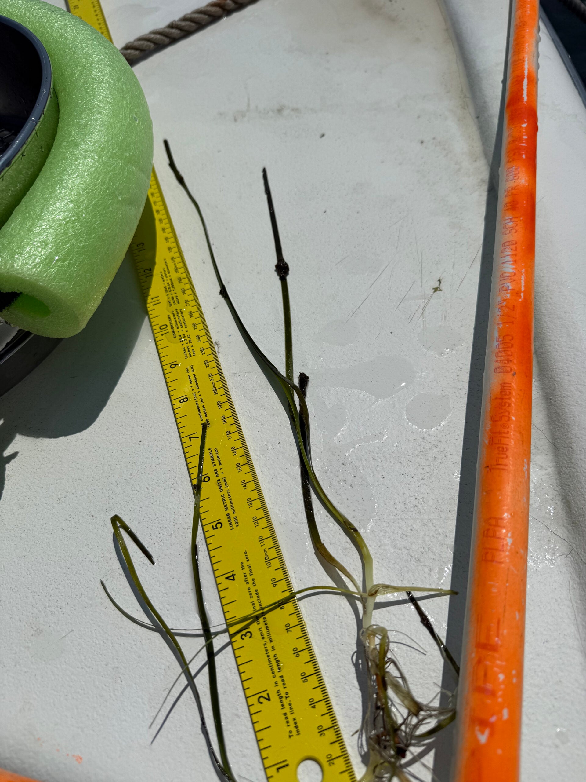 seagrass sav submerged aquatic vegetation