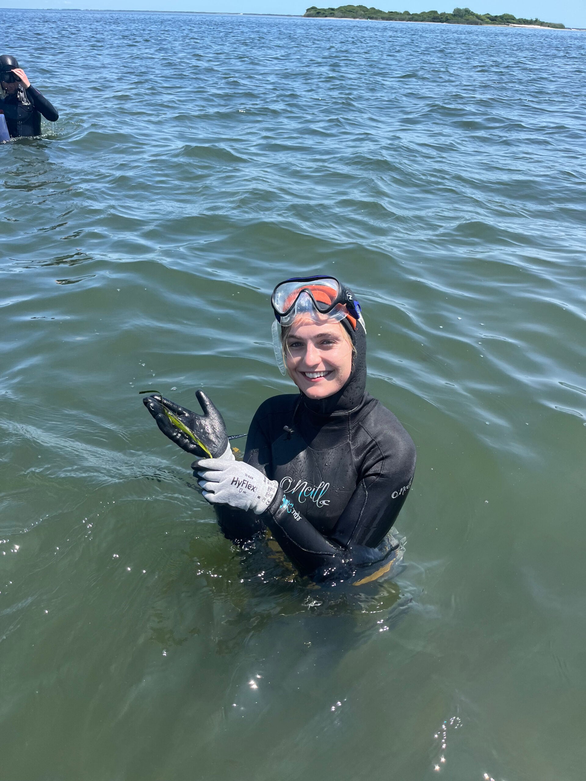 paige seagrass sav submerged aquatic vegetation