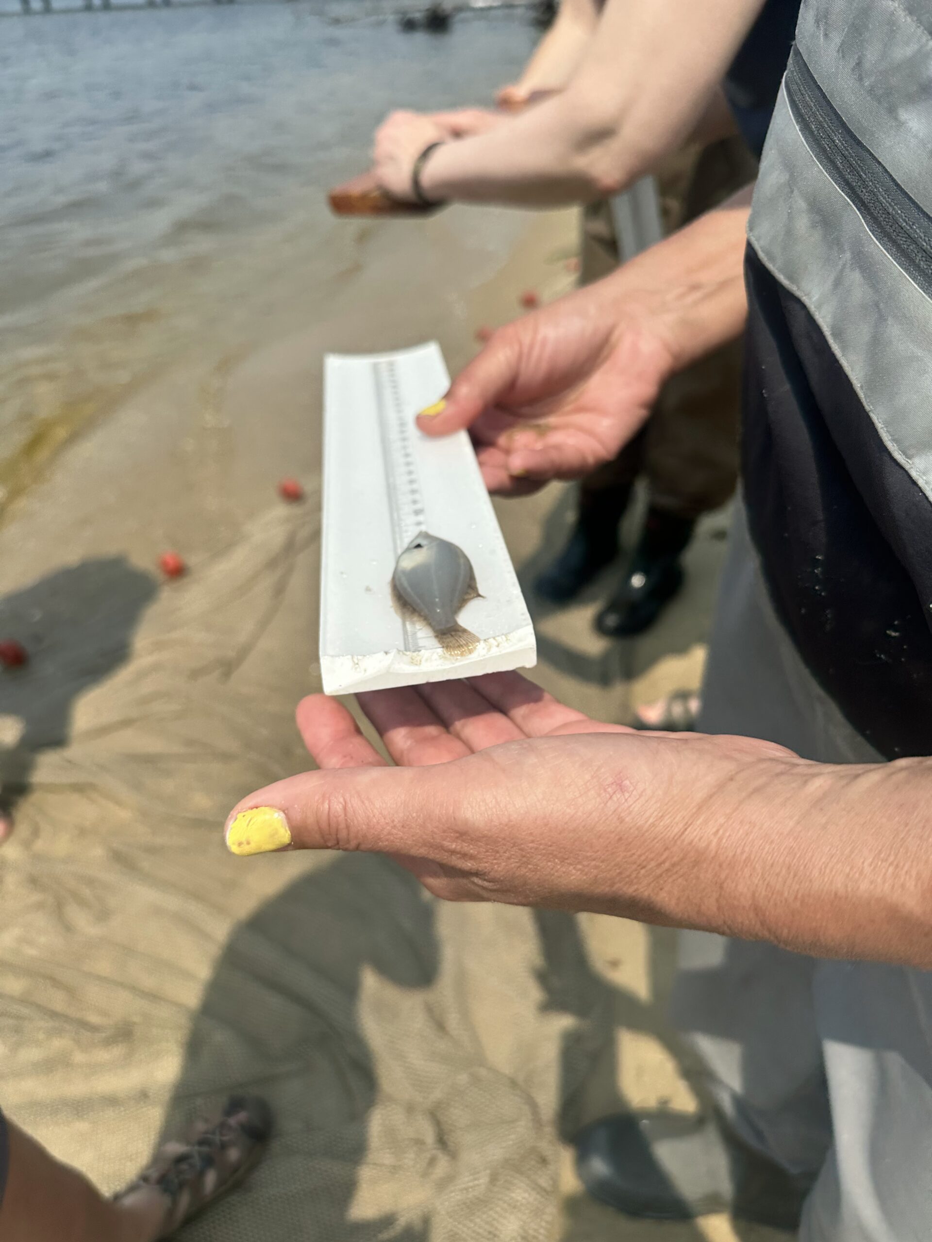 Flounder being measured after seining