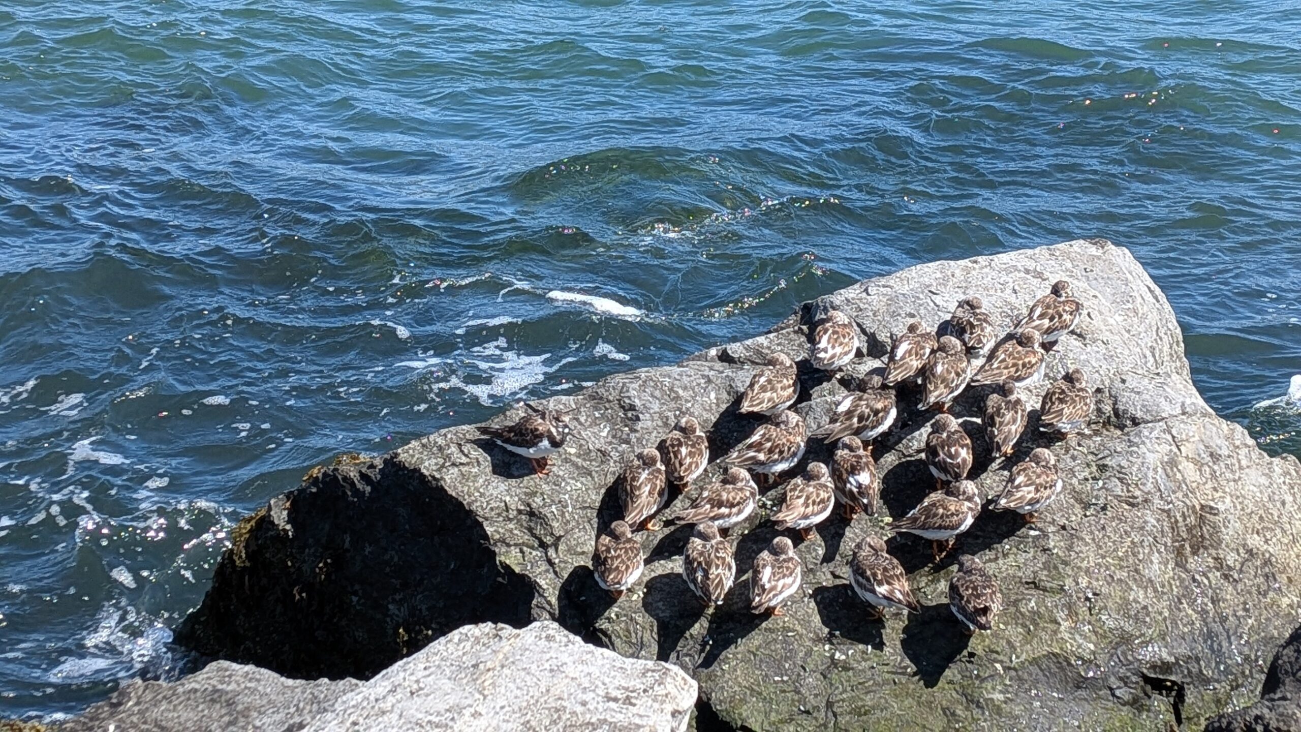 birds on the rock