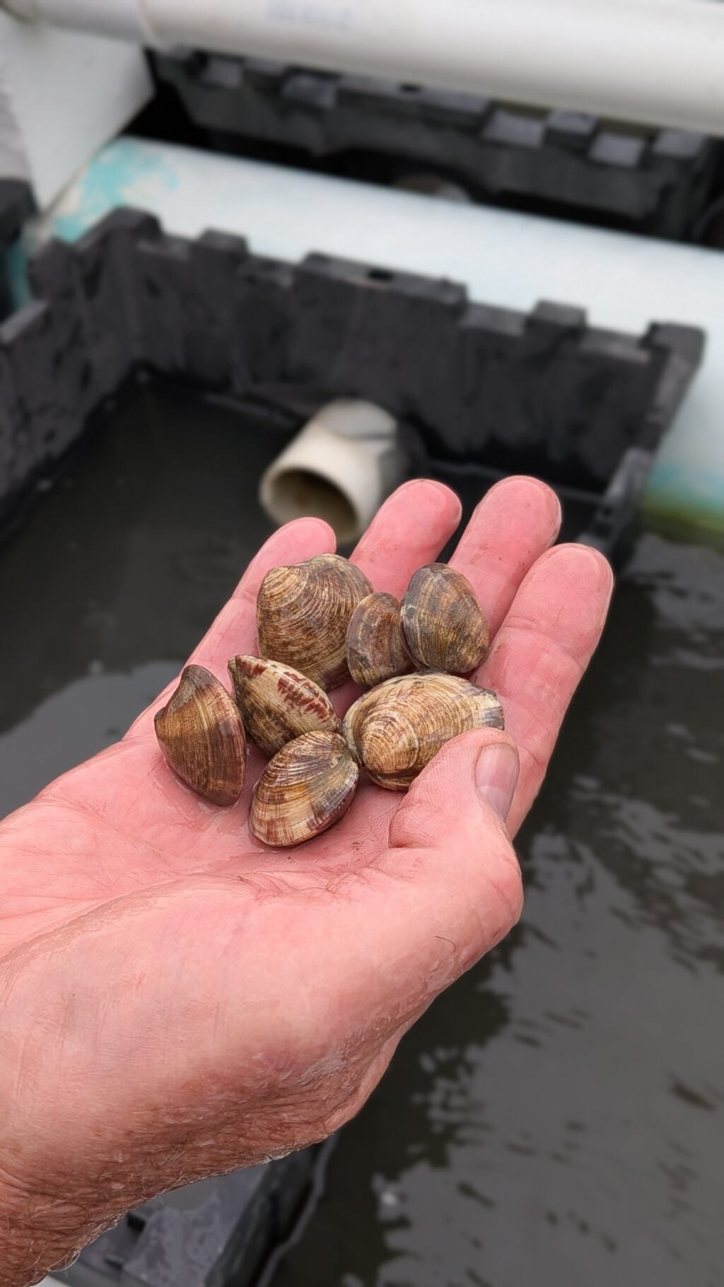 baby clams in hand