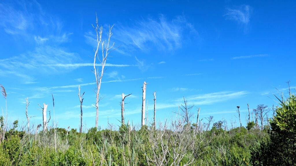 Restoration Efforts Continue with Pre-Implementation Monitoring at Cattus Island County Park PXL 20260804 130425625 1024x576