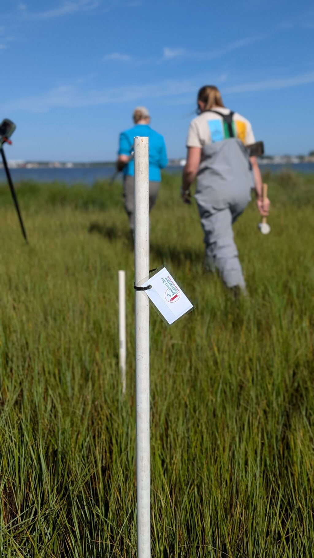 Restoration Efforts Continue with Pre-Implementation Monitoring at Cattus Island County Park pxl 20260804 131951700 portrait