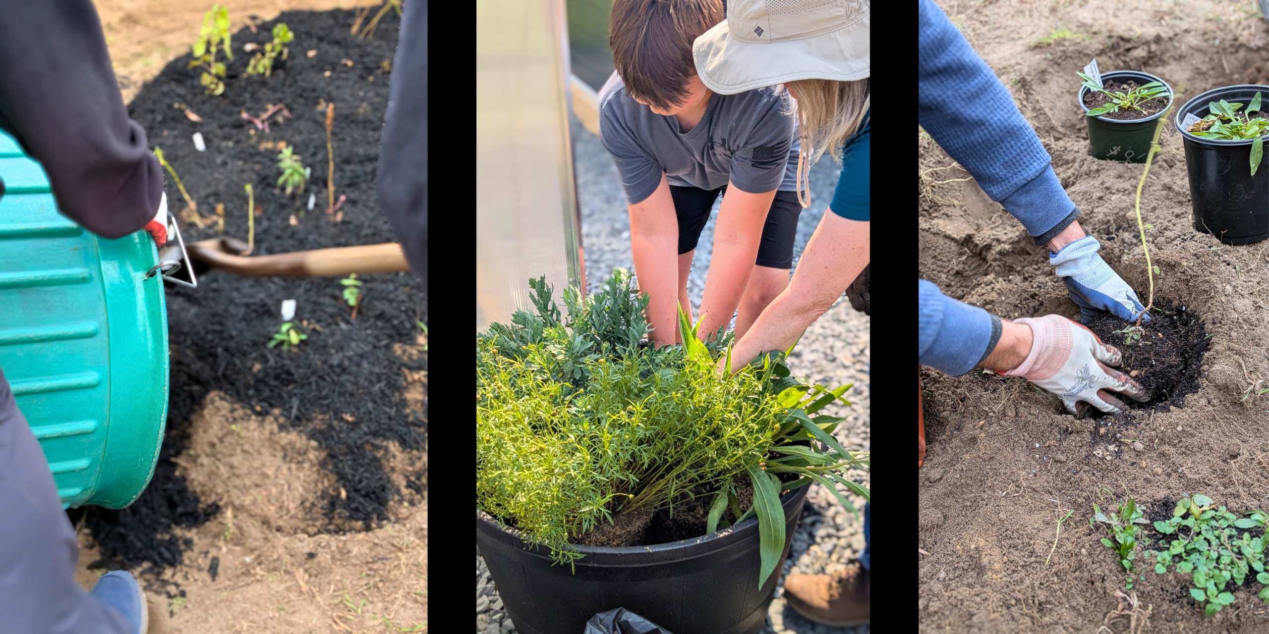 Image of people gardening, using mulch