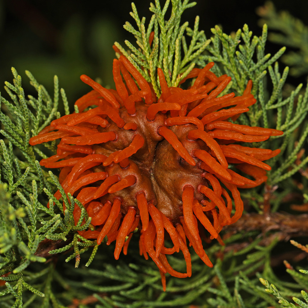Cedar Apple Rust - Gymnosporangium juniperi-virginianae