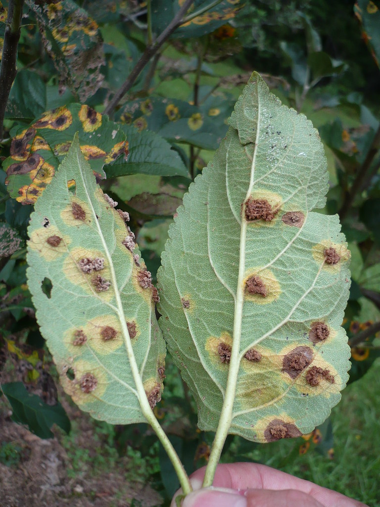 Cedar Apple Rust - Gymnosporangium juniperi-virginianae