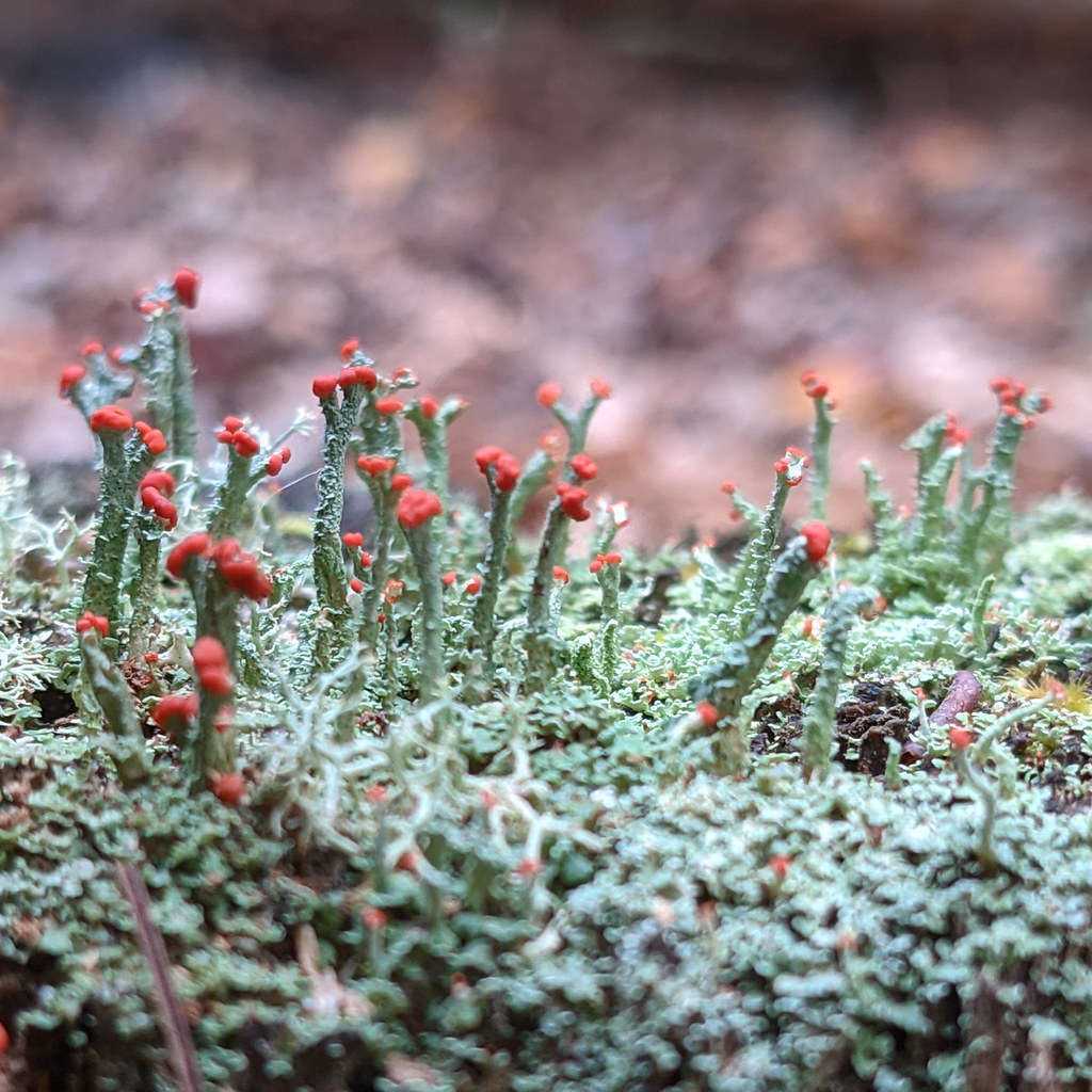 cladonia cristatella