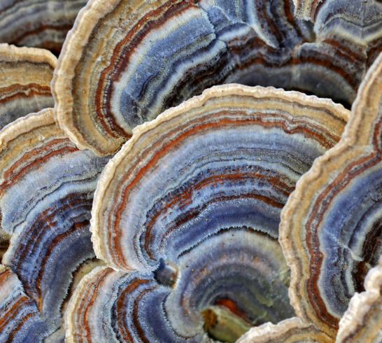 Trametes versicolor Turkey-Tail
