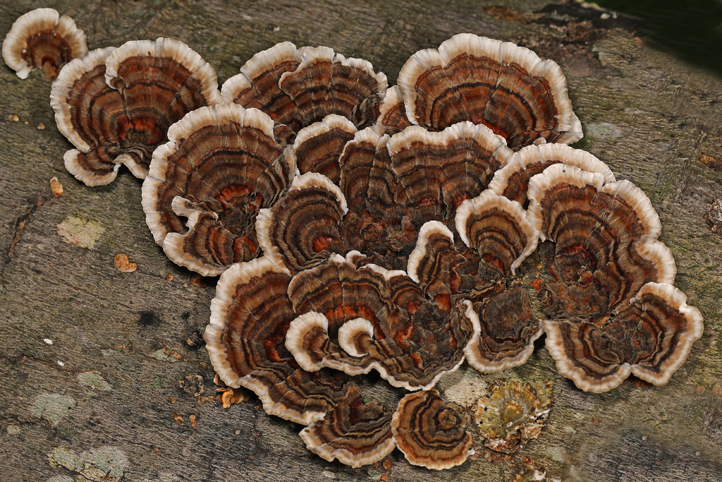 Trametes versicolor Turkey-Tail