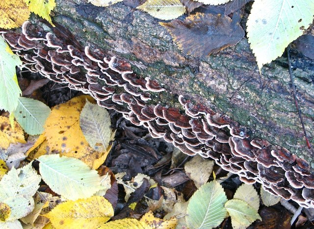 Trametes versicolor Turkey-Tail