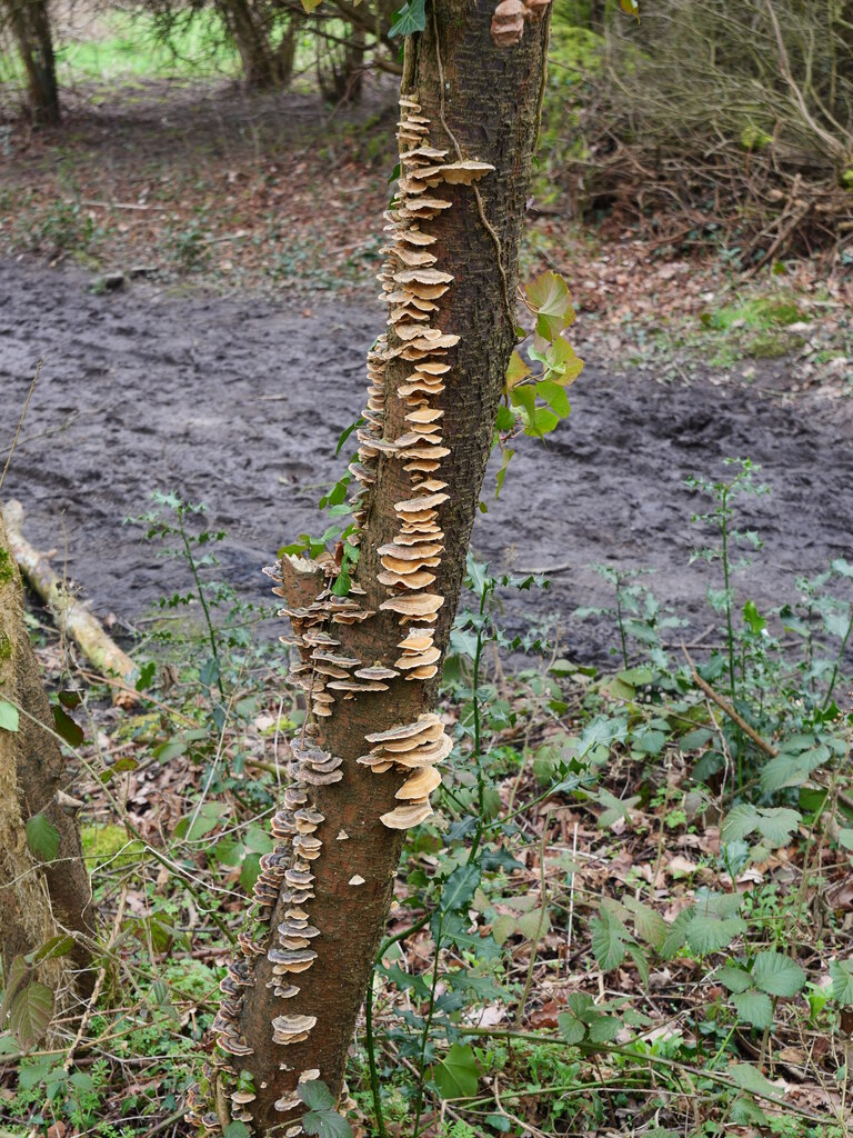 Trametes versicolor Turkey-Tail