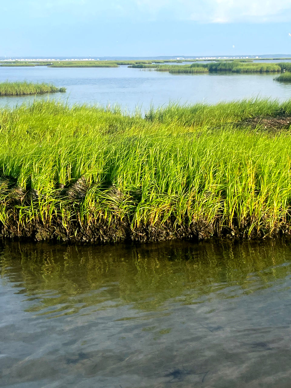 The "Ripple Effect" of Salt Marsh Restoration at Nellie Bennett nellie bennett salt marsh