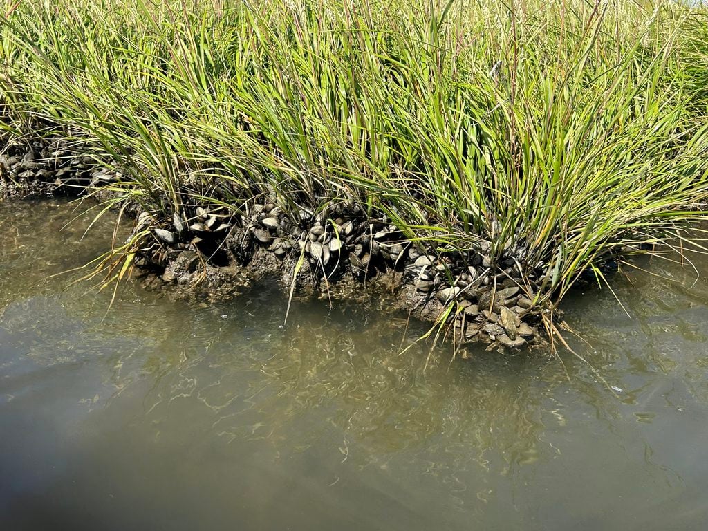 The "Ripple Effect" of Salt Marsh Restoration at Nellie Bennett ribbed mussels along shoreline
