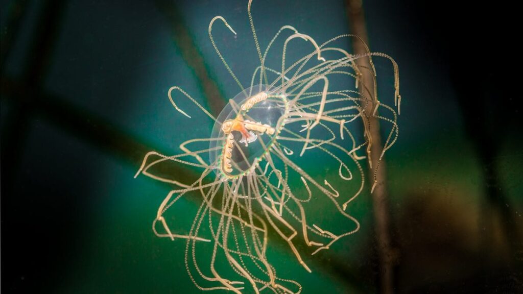 Image of a clinging jellyfish provided by WHOI