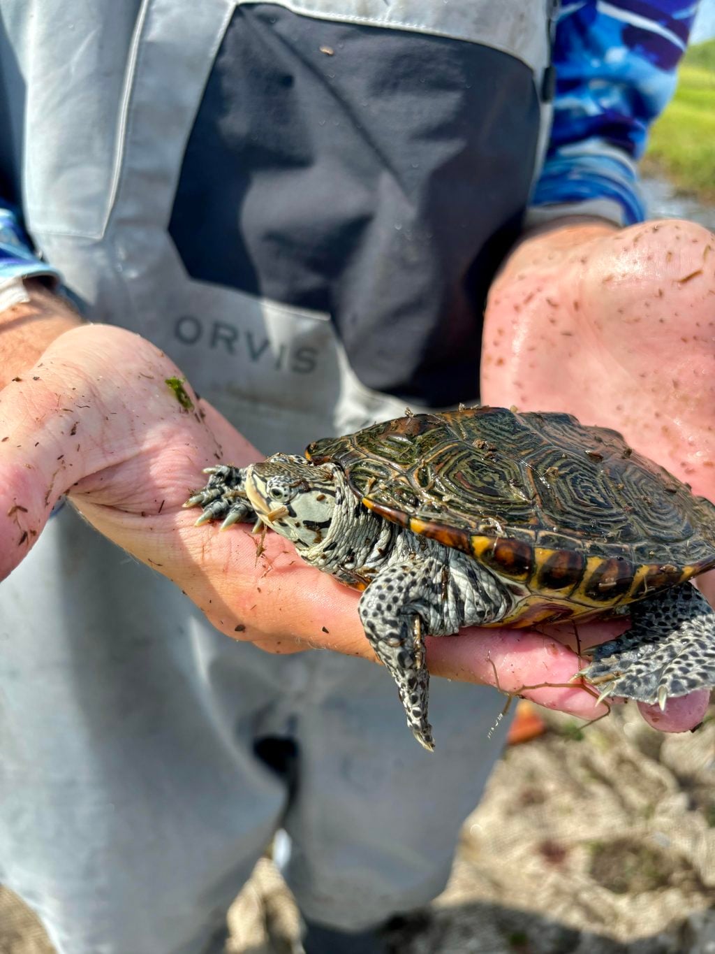 The "Ripple Effect" of Salt Marsh Restoration at Nellie Bennett terrapin