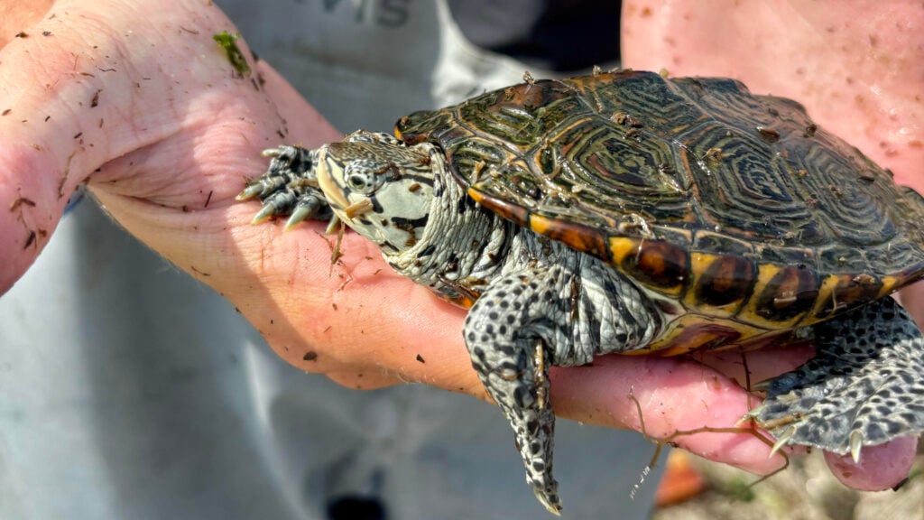 terrapin
